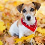 Image of a Jack Russell Terrier wearing a red bandana around her neck sitting in a pile of autumn leaves.