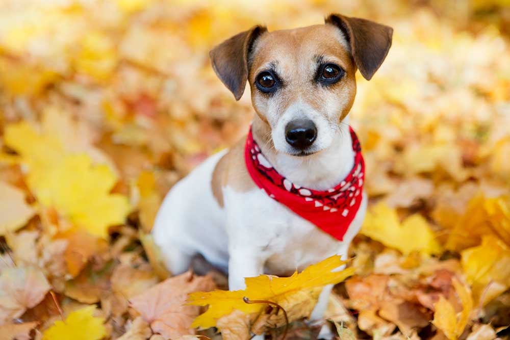 Image of a Jack Russell Terrier wearing a red bandana around her neck sitting in a pile of autumn leaves.